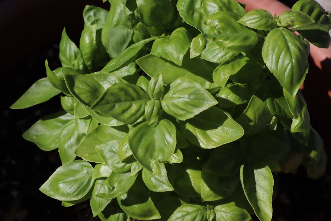 Fresh, vibrant basil plant with lush green leaves